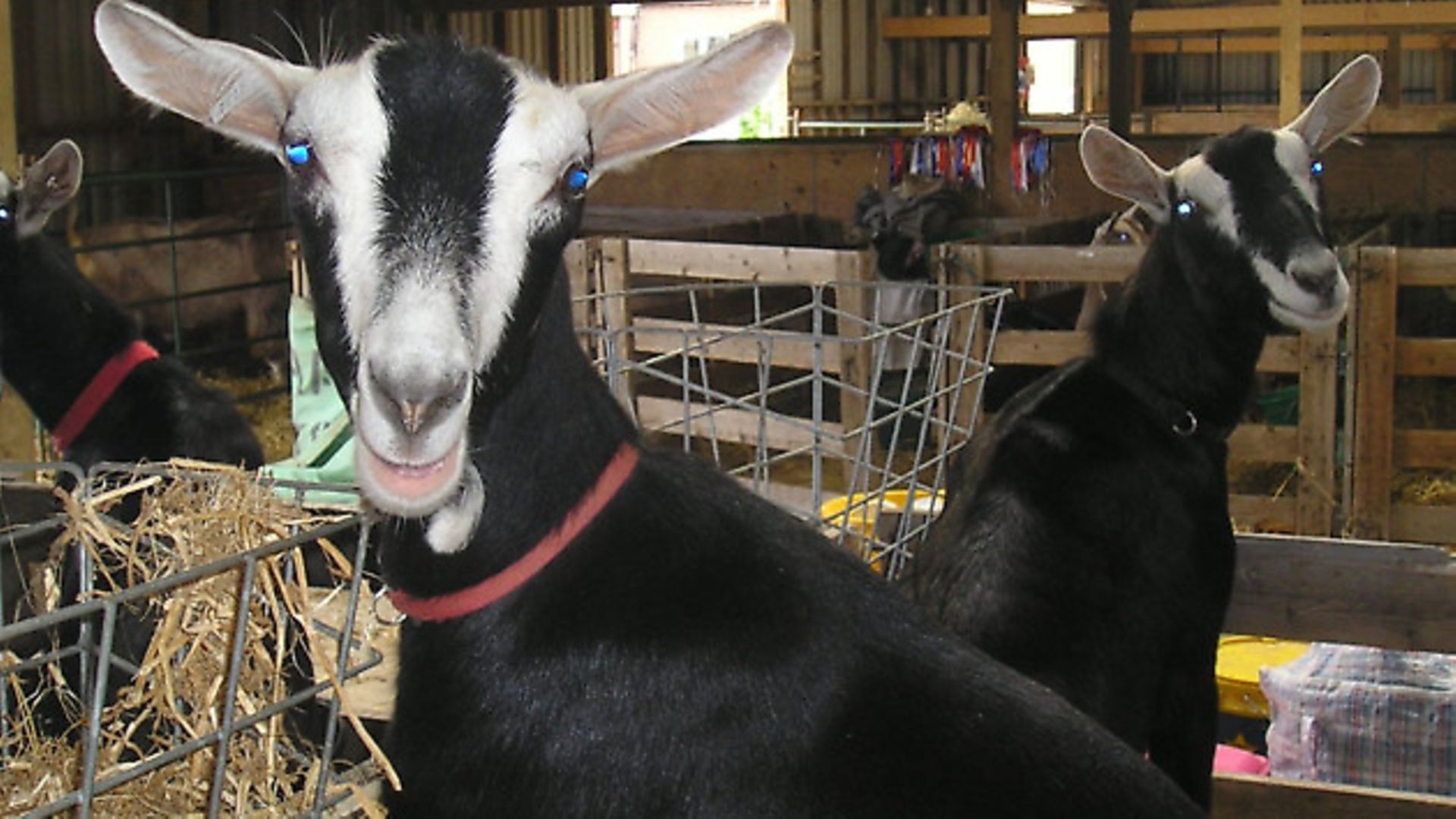 Which goat? - Country Smallholding